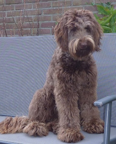 noa